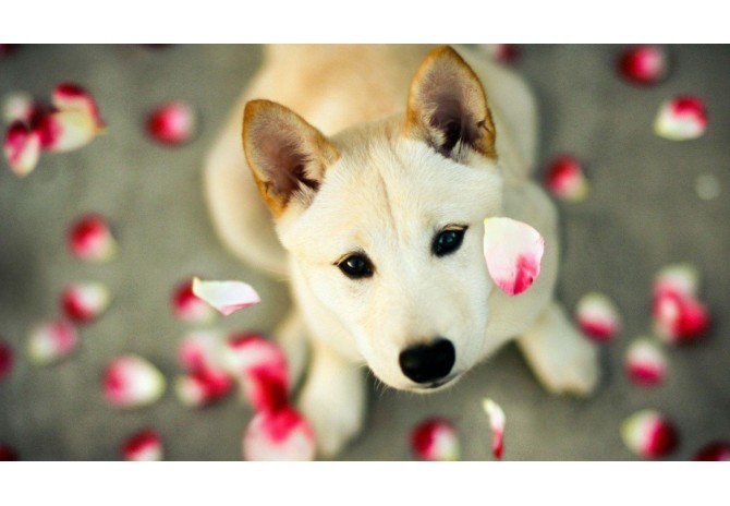 From Collar to Crate: Complete Your Pet's Look with These Accessories