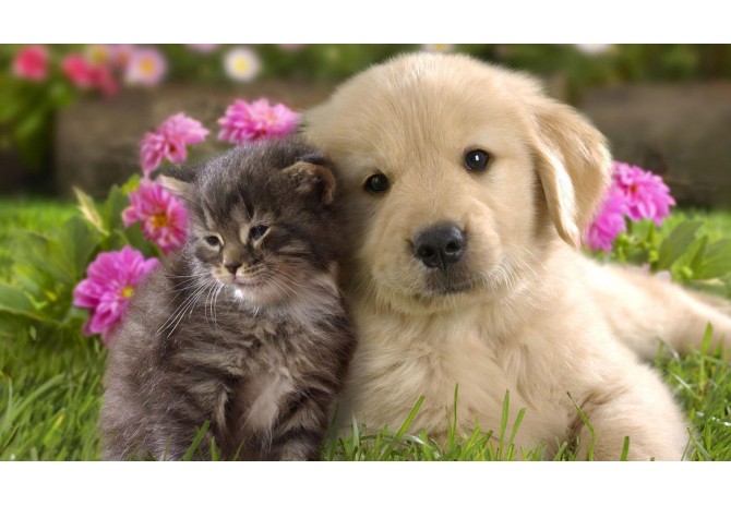 Pet Tech Trends: Innovative Accessories to Enhance Your Pet's Life