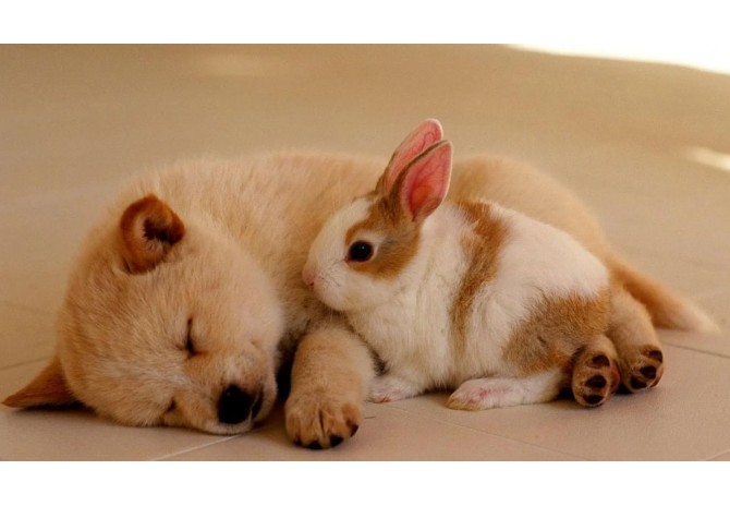 Caring for Aging Pet Companions and Enhancing Their Quality of Life