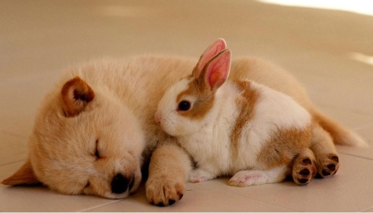 Caring for Aging Pet Companions and Enhancing Their Quality of Life