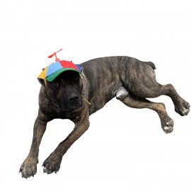  Dog Hats With Funny Propeller