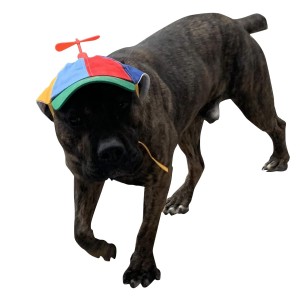 Dog Hats With Funny Propeller