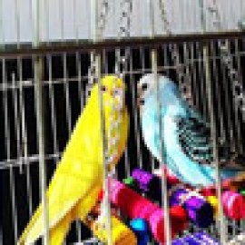 Birdcage Swings (15)